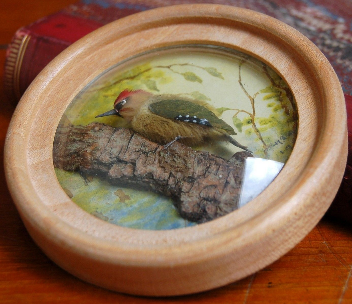 Green Woodpecker